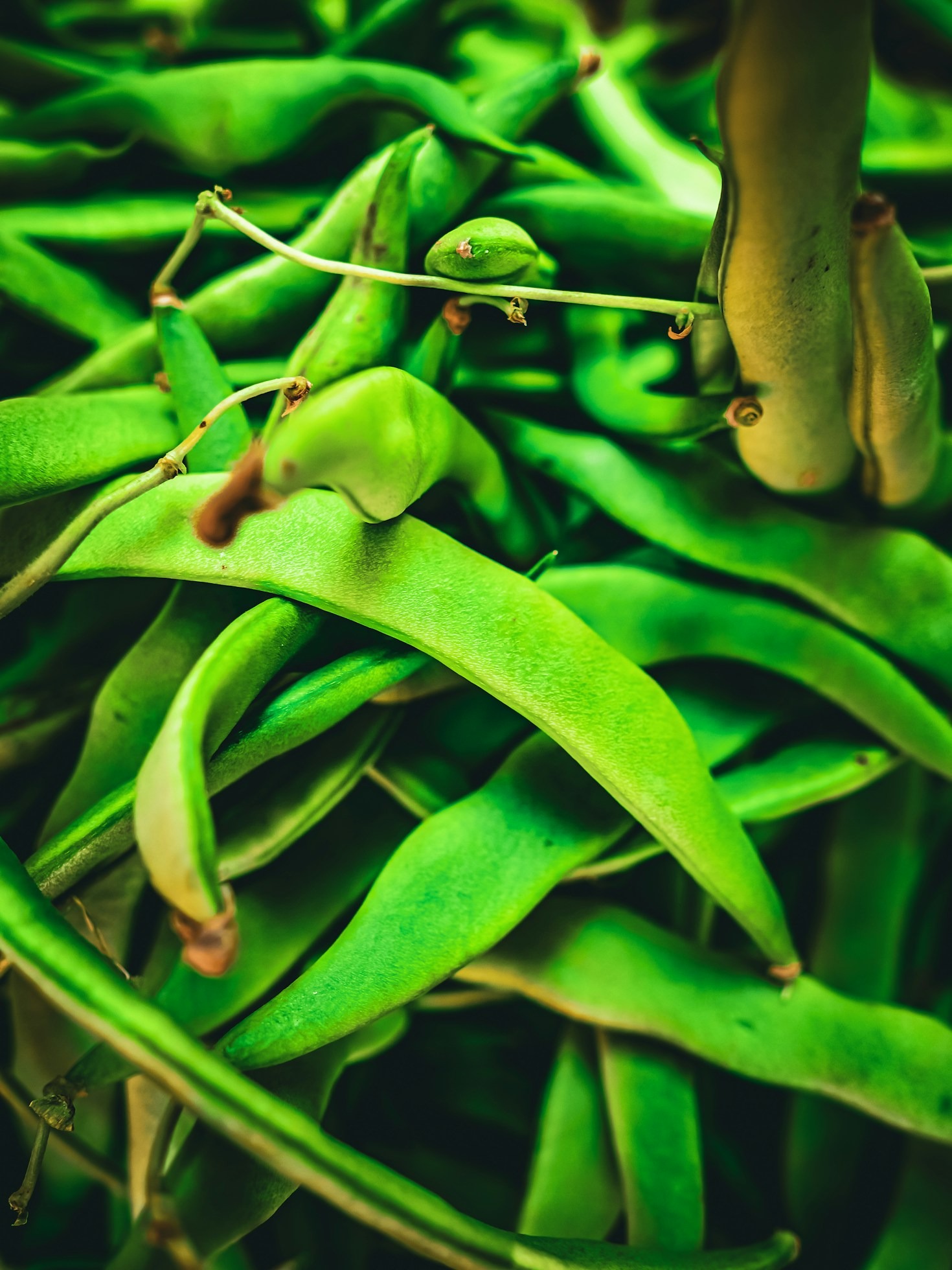 Innovazione e tradizione nell’agricoltura moderna